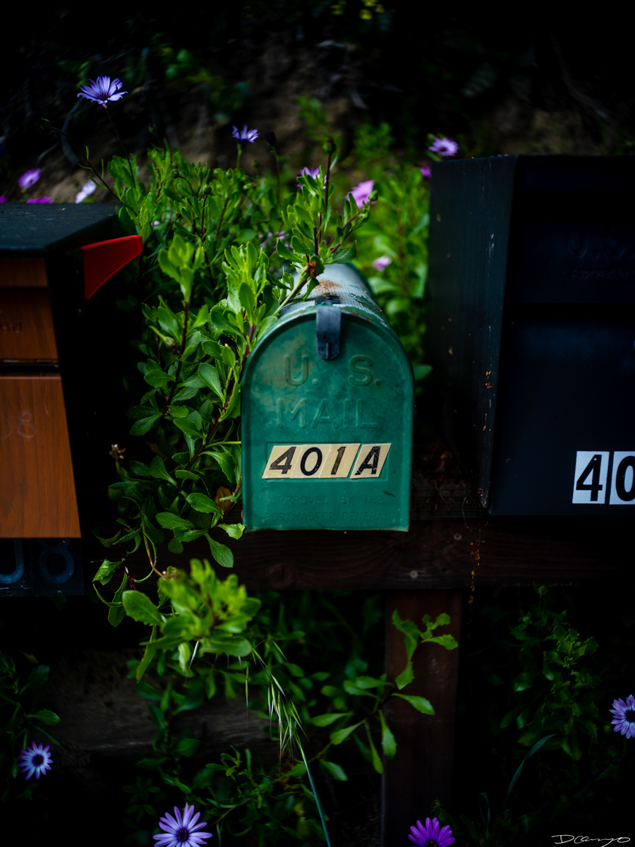 Pretty things that I wanted to take pictures of around Berkeley in 2023.